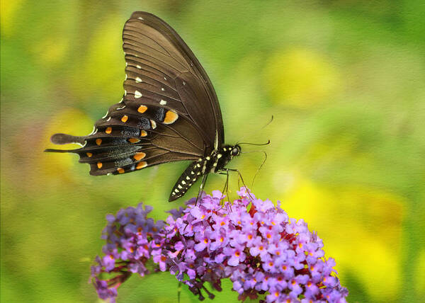 Tiger Swallowtail Poster featuring the photograph Tiger Swallowtail by Ann Bridges