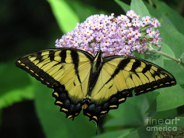 Flowers Poster featuring the photograph Tiger Swallowtail on Butterfly Bush by Lili Feinstein