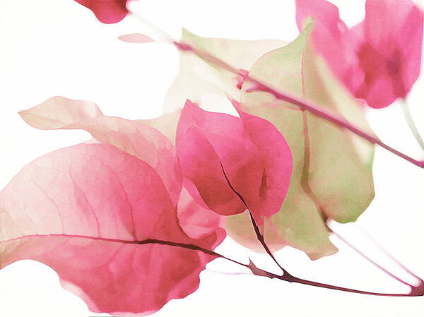 Bougainvillea Poster featuring the photograph Touch Of Pink Bougainvillea by Fraida Gutovich