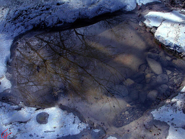 Colette Poster featuring the photograph Transparent Water in Nature by Colette V Hera Guggenheim