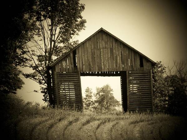 Indiana Poster featuring the photograph Tree in Barn by Joyce Kimble Smith