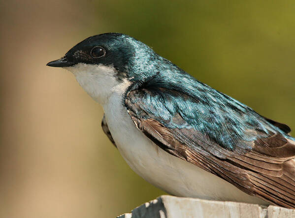 Bird Poster featuring the photograph Tree Swallow by Roger Becker