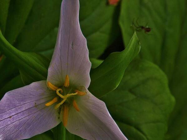 Flowers Poster featuring the photograph Trillium and the Spider by Charles Lucas