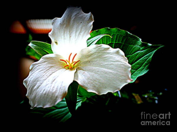 Trillium Poster featuring the photograph Trillium Wildflower by Kay Novy