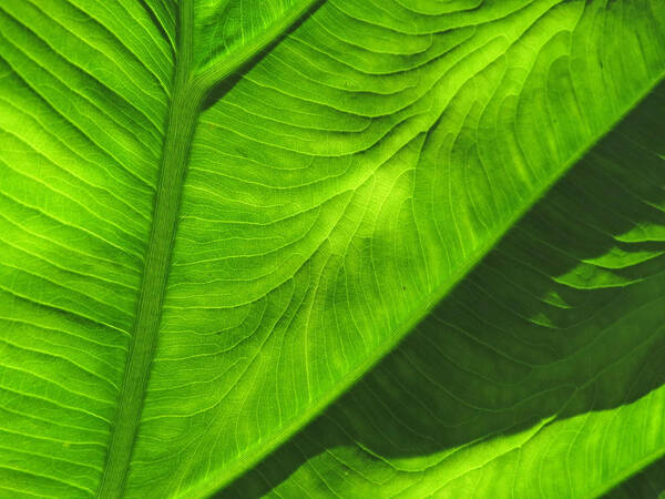 Green Poster featuring the photograph Tropical Green by Deborah Smith