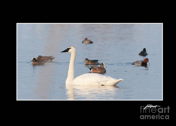 Swan Poster featuring the photograph Trumpeter Swan by Bon and Jim Fillpot