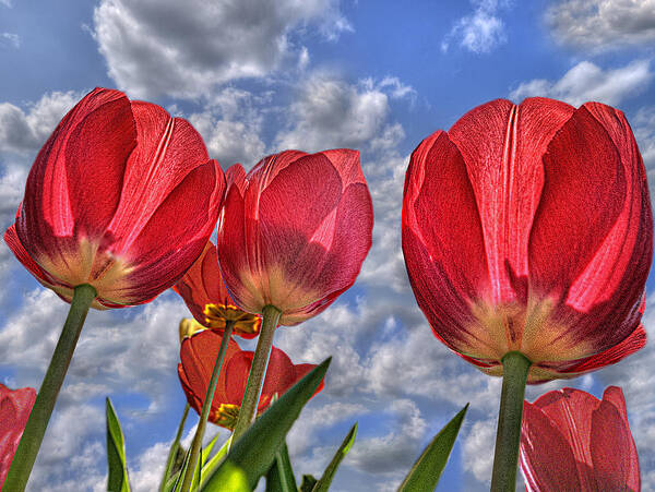 Photography Poster featuring the photograph Tulips Are Better Than One by Paul Wear