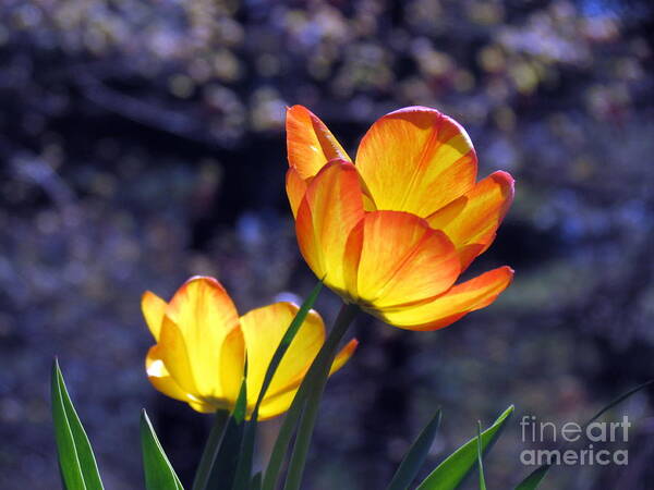 Flowers Poster featuring the photograph Tulips with Purple Bokeh by Lili Feinstein