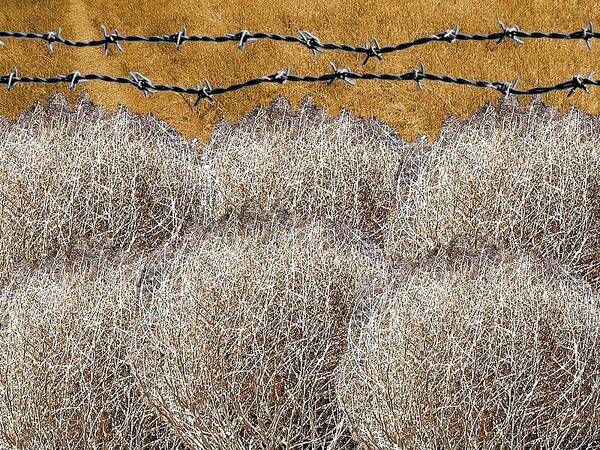 Texas Poster featuring the photograph Tumbleweed and Barbed Wire by Suzanne Powers