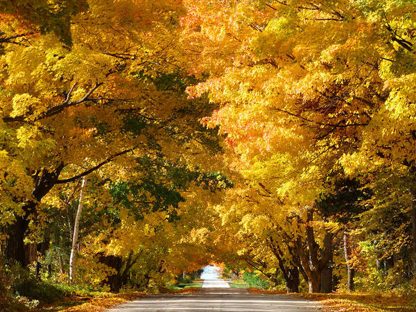 Fall Poster featuring the photograph Tunnel of Yellow Leaves by David T Wilkinson