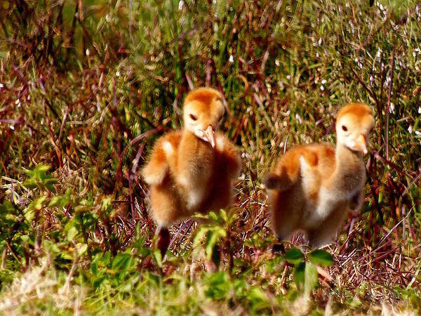  Fine Art Photograph Poster featuring the photograph Twin SandHill Chicks by Christopher Mercer