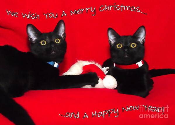 Black Poster featuring the photograph two black cats Christmas by Peggy Hughes