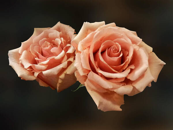 Rose Poster featuring the photograph Two Peach Roses by Susan Savad