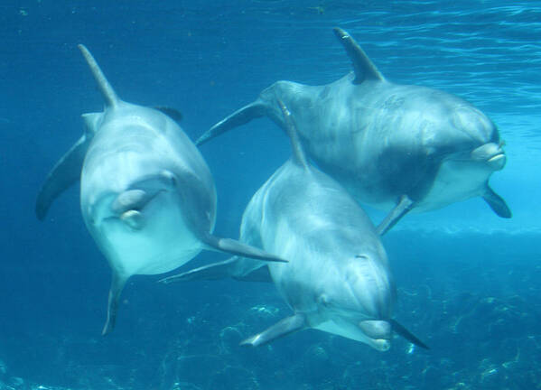 Seaworld Poster featuring the photograph Underwater Dolphin Encounter by David Nicholls