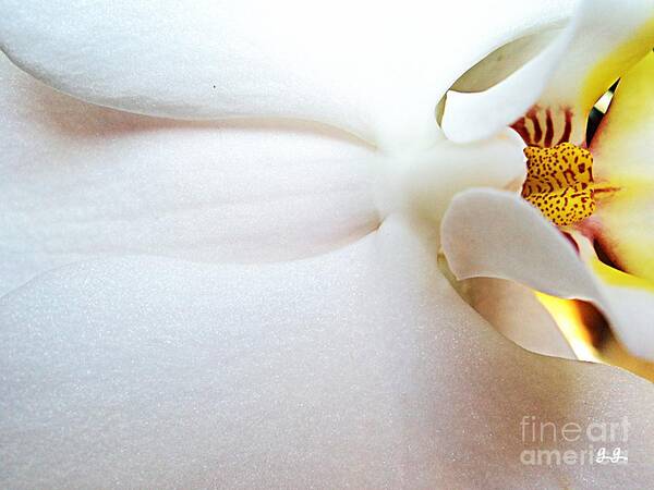 Orchid Photographs Poster featuring the photograph Up Close and Personal by Geri Glavis