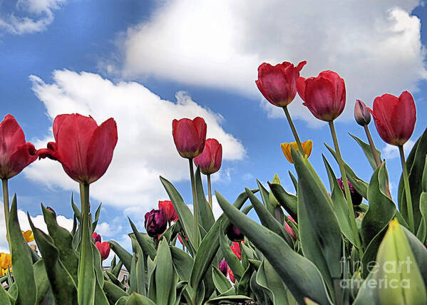 Tulips Poster featuring the photograph Upward by Janice Drew