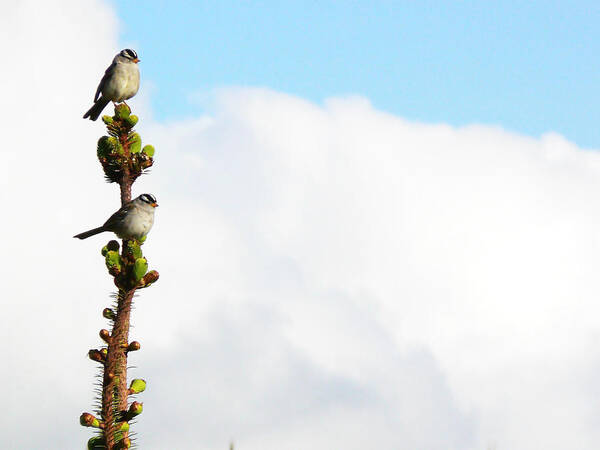 Birds Poster featuring the photograph Vantage Point by Pamela Patch