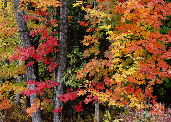 Fall Poster featuring the photograph Vermont October Woods by Alan L Graham