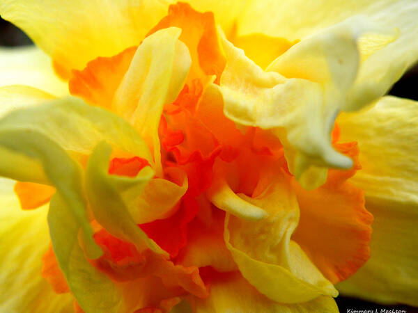 Botanical Poster featuring the photograph Vibrant Daffodil by Kimmary MacLean