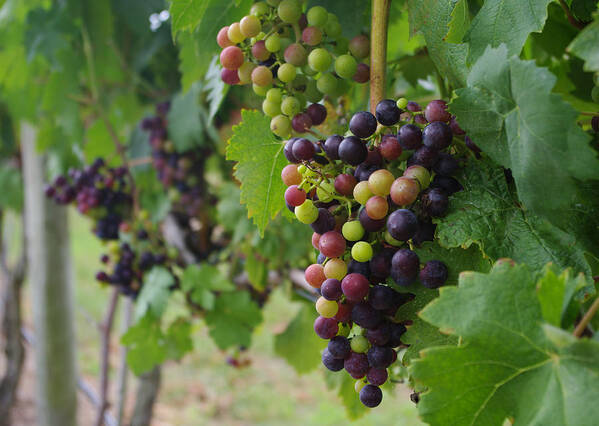 Vineyard Poster featuring the photograph Vineyard Colors by Greg Graham