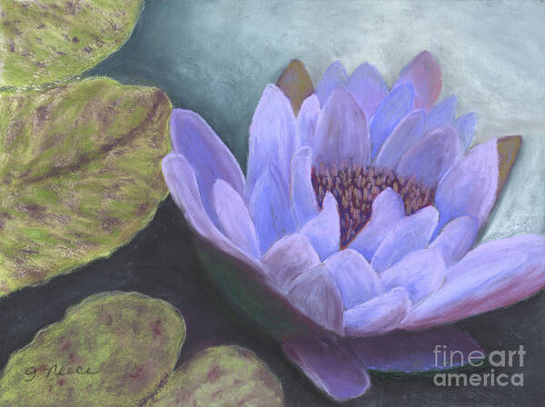 Water Lily Poster featuring the pastel Waikoloa Lily by Ginny Neece