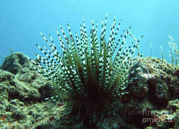 Sea Urchin Poster featuring the photograph Wana by Suzette Kallen