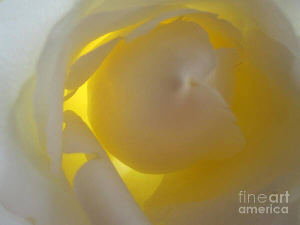 Floral Poster featuring the photograph Warm Glow White Rose by Tara Shalton