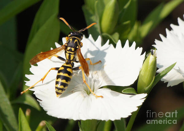 Wasp Poster featuring the photograph Wasp on Dianthus Floral Lace White Flower 3 by Robert E Alter Reflections of Infinity