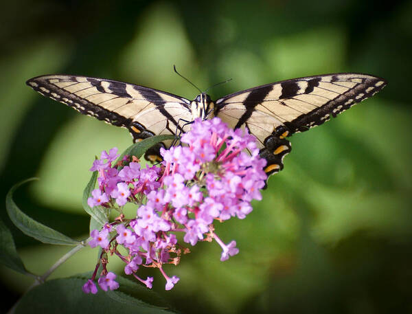 Tiger Swallowtail Butterfly Poster featuring the photograph Watching by Kerri Farley
