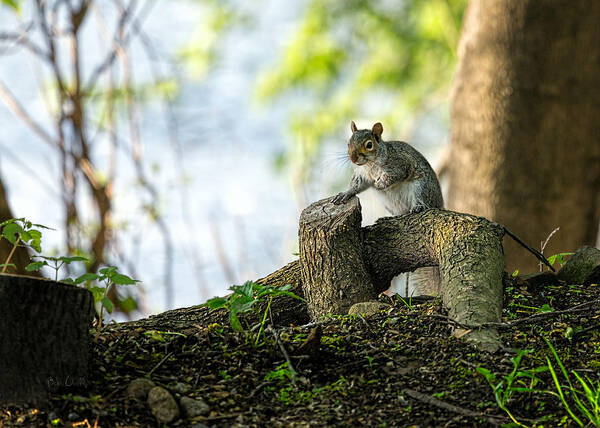 Squirrel Poster featuring the photograph Watching you watching me by Bob Orsillo