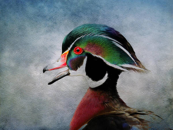 Drakes Poster featuring the photograph Water Color Wood Duck by Steve McKinzie