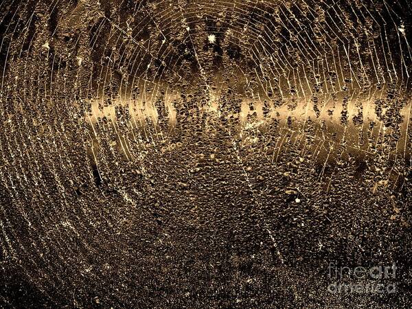 Spider Poster featuring the photograph Water Droplets on Spiderweb by John Harmon