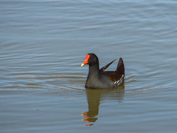 Duck Poster featuring the photograph Moorhen II by Carl Moore