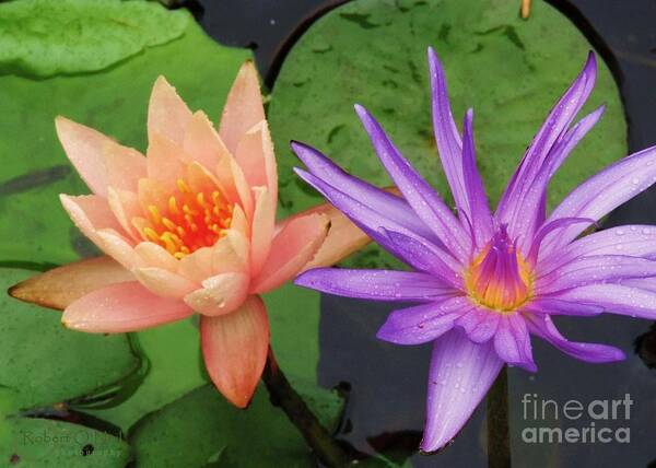 Water Lilies Poster featuring the photograph Water Lilies 011 by Robert ONeil