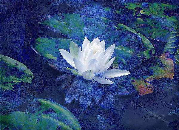Water Lily Poster featuring the photograph Water Lily by Ann Powell
