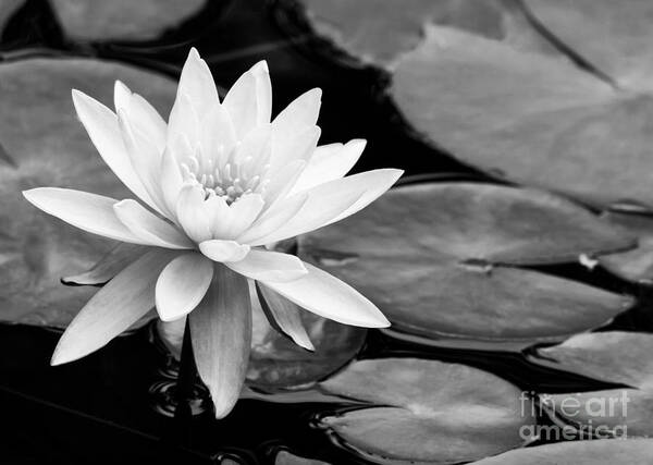 Landscape Poster featuring the photograph Water Lily in the Lily Pond by Sabrina L Ryan