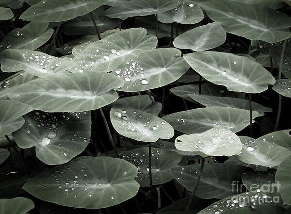 Ivy Poster featuring the photograph Water on Ivy by Ellen Cotton