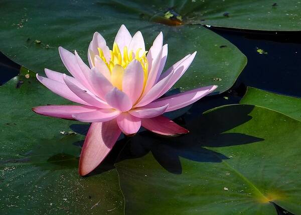 Waterlily Poster featuring the photograph Waterlily by Tana Reiff