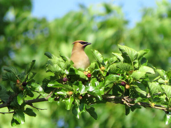 Cedar Waxwing Poster featuring the photograph Waxwing on a Branch by Kimberly Mackowski