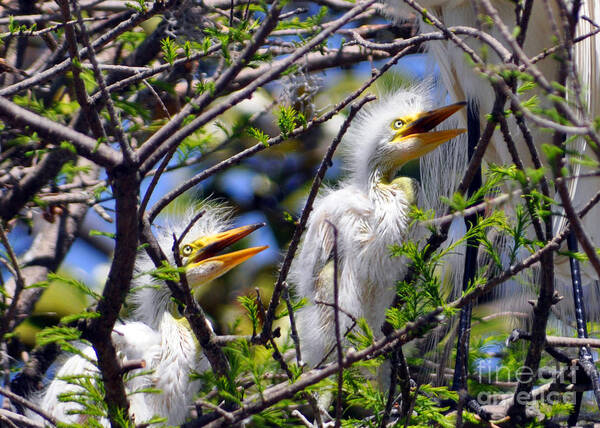 Egret Chicks Poster featuring the photograph We Love You Mama by Lydia Holly
