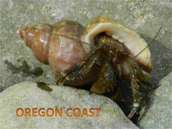 Hermit Crab Poster featuring the photograph Wet Hermit Crab by Gallery Of Hope 