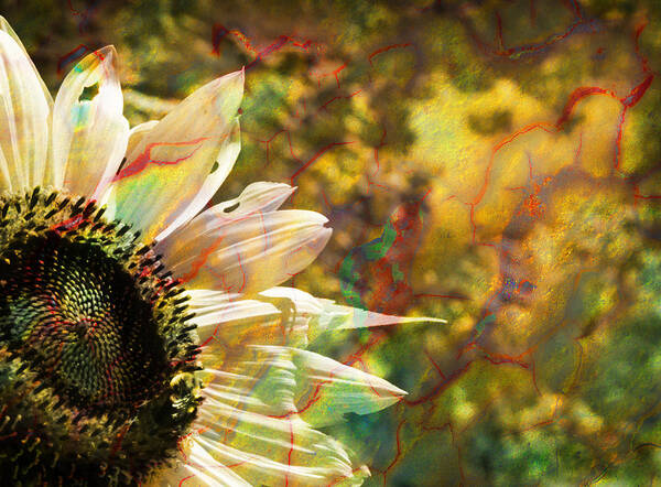 Sunflower Poster featuring the photograph Whimsical Sunflower by Luke Moore