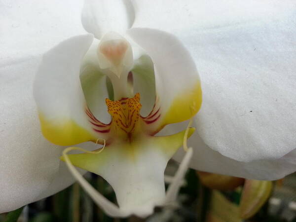 Orchid Poster featuring the photograph White and Yellow Orchid by Caryl J Bohn