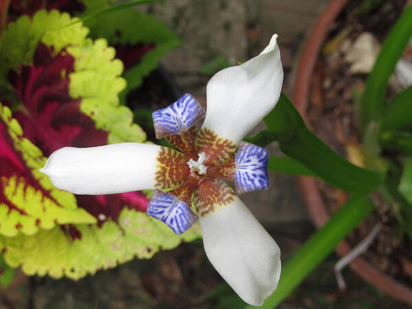 Iris Poster featuring the photograph White Blue and Brown Iris Flower by Tom Hefko