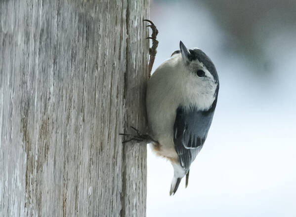 Bird Poster featuring the photograph White-Breasted Nuthatch by Holden The Moment