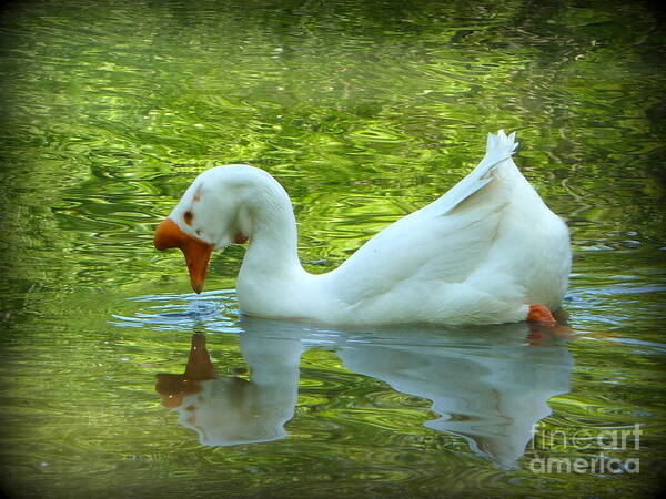 White Chinese Goose Poster featuring the photograph White Chinese Goose Curtsy by Susan Garren