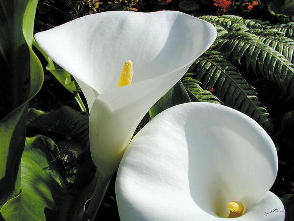 Flower Poster featuring the photograph White Corn Lily by Brian Gilna