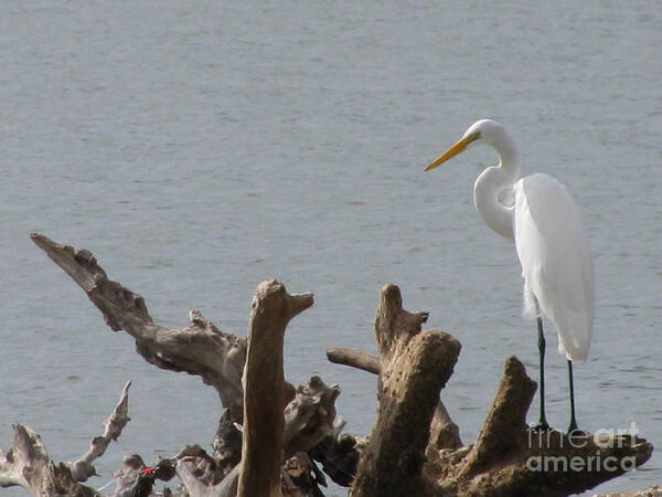 White Egret Poster featuring the photograph White Egret by Jimmie Bartlett