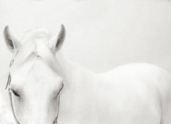 Horse Poster featuring the photograph White Horse by Stevecoleimages
