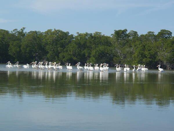 White Poster featuring the photograph White Pelicans by Robert Nickologianis